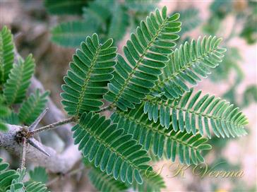  Leaf-3 pairs of pinnae